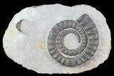 Devonian Ammonite (Anetoceras) - Morocco #68789-1